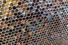 IMG-20250628-WA0021