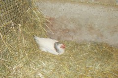 DSCN5152